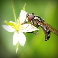 /album/compania-grafico-de-puebla/photolia-a02-jpg/