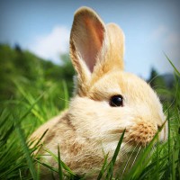 /album/compania-grafico-de-puebla/photolia-a03-jpg/