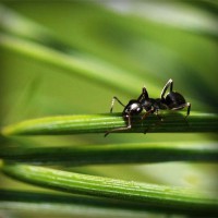 /album/compania-grafico-de-puebla/photolia-a05-jpg/