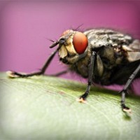 /album/compania-grafico-de-puebla/photolia-a08-jpg/